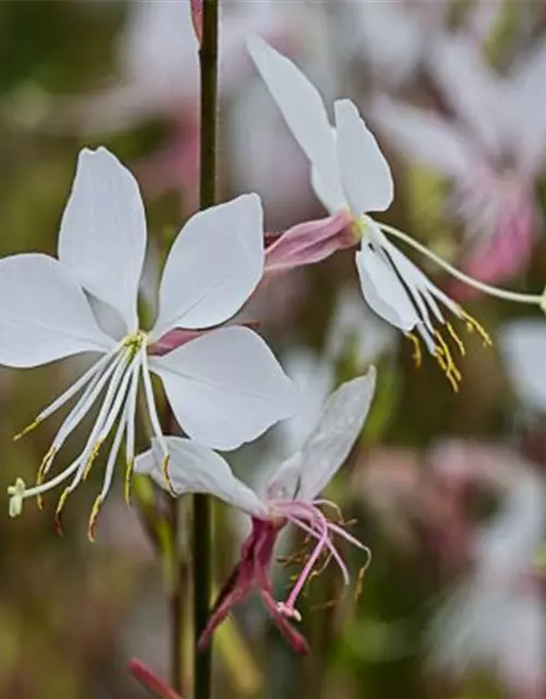 Gaura lindheimerii 'Elurra'