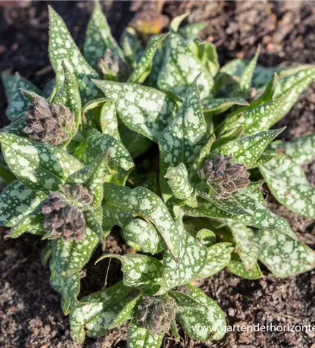 Großgeflecktes Garten-Lungenkraut 'Trevi Fountain'®