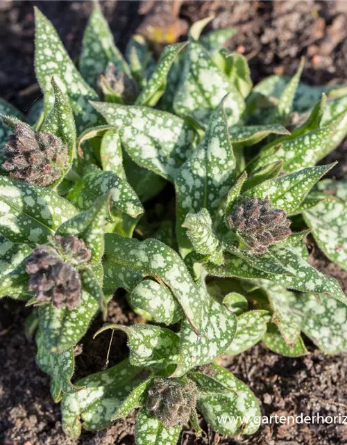 Großgeflecktes Garten-Lungenkraut 'Trevi Fountain'®