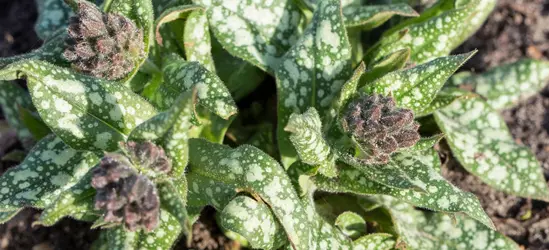 Großgeflecktes Garten-Lungenkraut 'Trevi Fountain'®