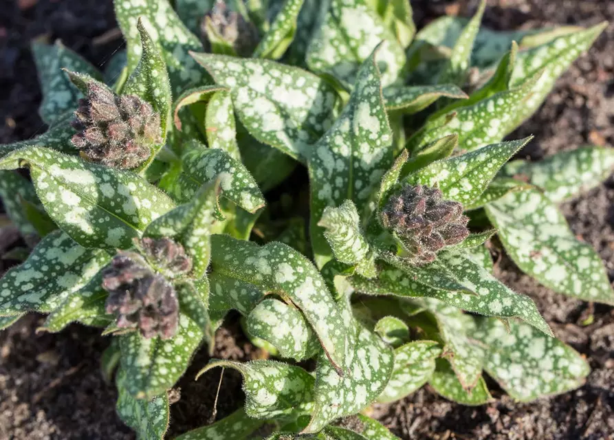 Großgeflecktes Garten-Lungenkraut 'Trevi Fountain'®