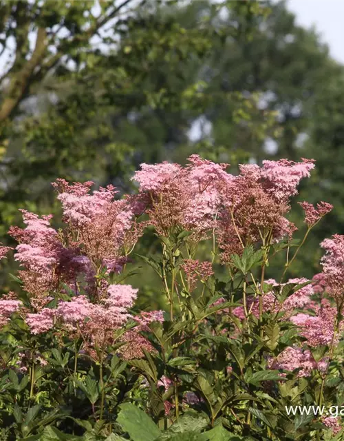 Garten-Mädesüß 'Venusta'