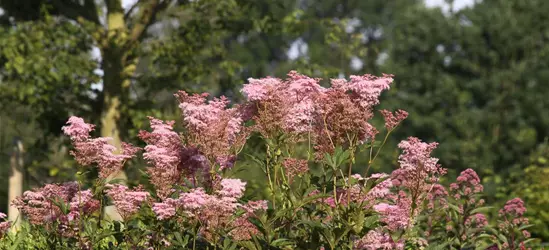 Garten-Mädesüß 'Venusta'