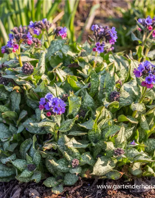 Großgeflecktes Garten-Lungenkraut 'Trevi Fountain'®