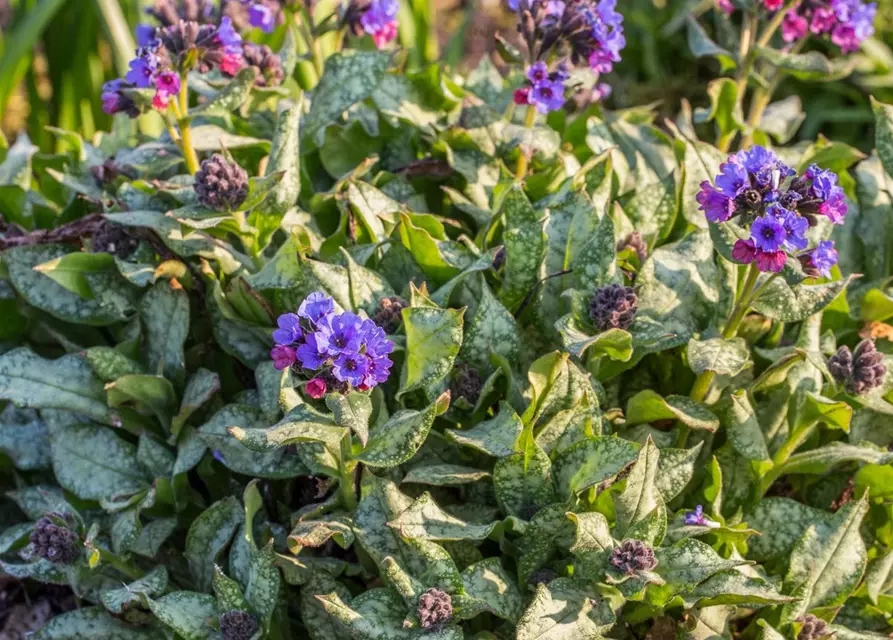 Großgeflecktes Garten-Lungenkraut 'Trevi Fountain'®