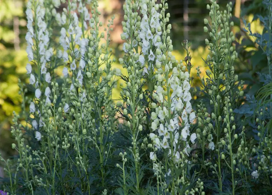 Garten-Eisenhut 'Schnewittchen'