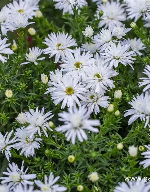 Garten-Kissen-Aster 'Kristina'