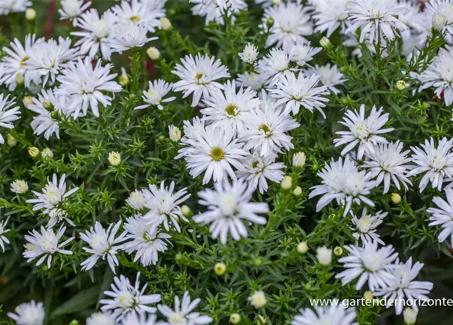 Garten-Kissen-Aster 'Kristina'