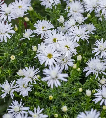 Garten-Kissen-Aster 'Kristina'