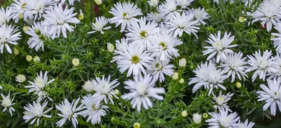 Garten-Kissen-Aster 'Kristina'