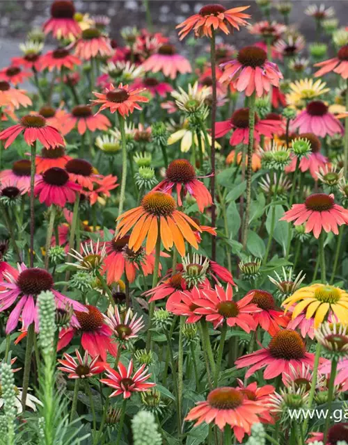 Garten-Scheinsonnenhut 'Cheyenne Spirit'