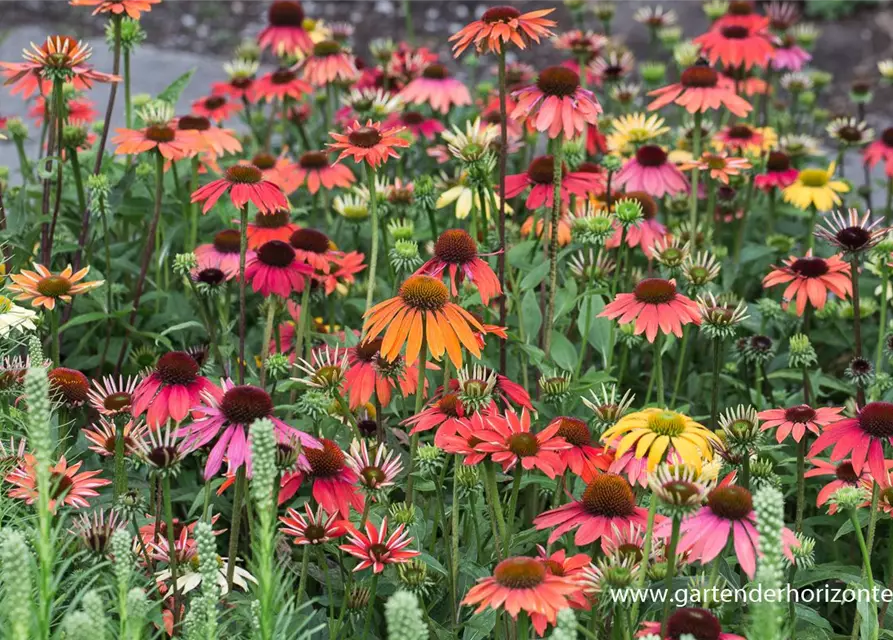 Garten-Scheinsonnenhut 'Cheyenne Spirit'