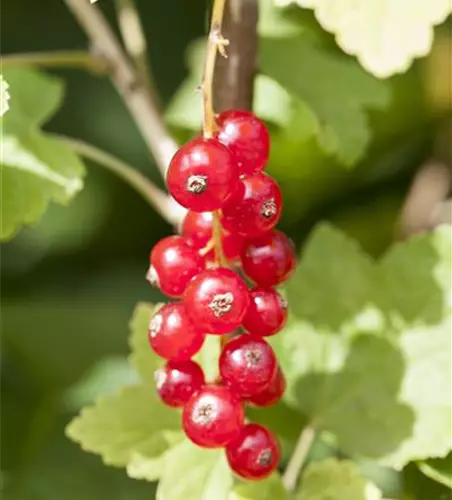 R Ribes rubrum 'Jonkheer van Tets' CAC