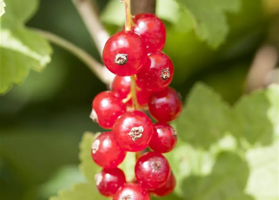 R Ribes rubrum 'Jonkheer van Tets' CAC