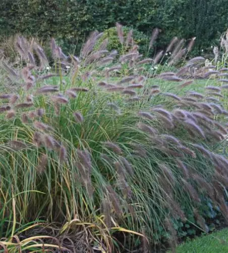 Garten-Federborstengras 'Compressum'