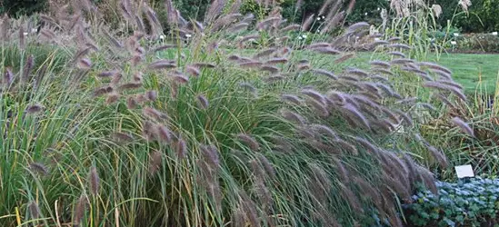 Garten-Federborstengras 'Compressum'