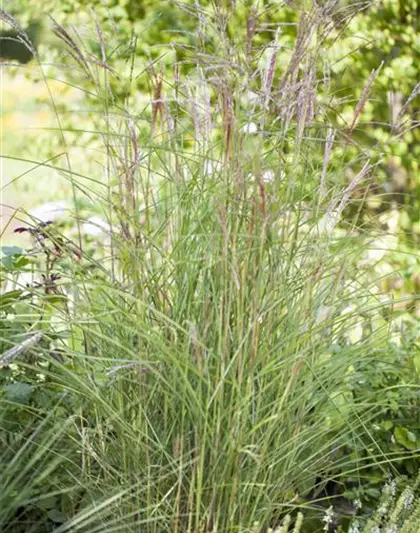 Garten-Chinaschilf 'Kleine Fontäne'