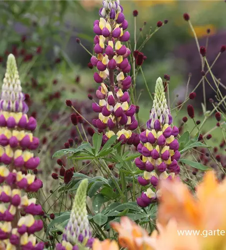 Garten-Lupine 'Manhattan Lights'®