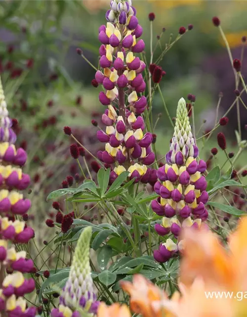 Garten-Lupine 'Manhattan Lights'®