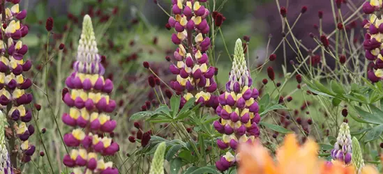 Garten-Lupine 'Manhattan Lights'®