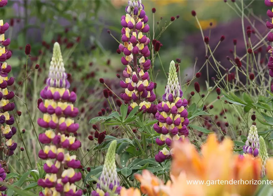 Garten-Lupine 'Manhattan Lights'®