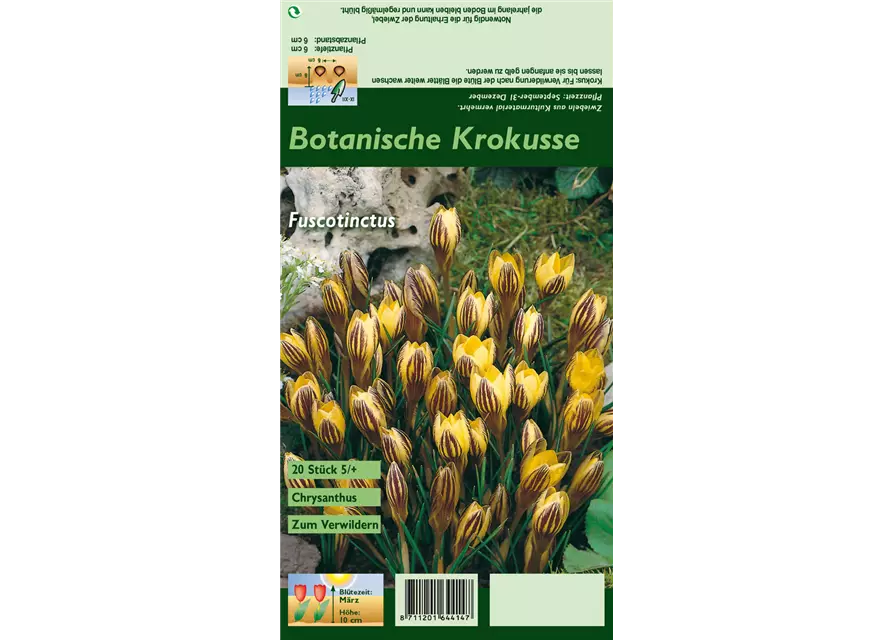 Garten-Krokus