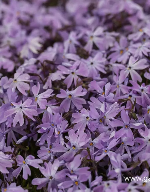 Garten-Teppich-Flammenblume