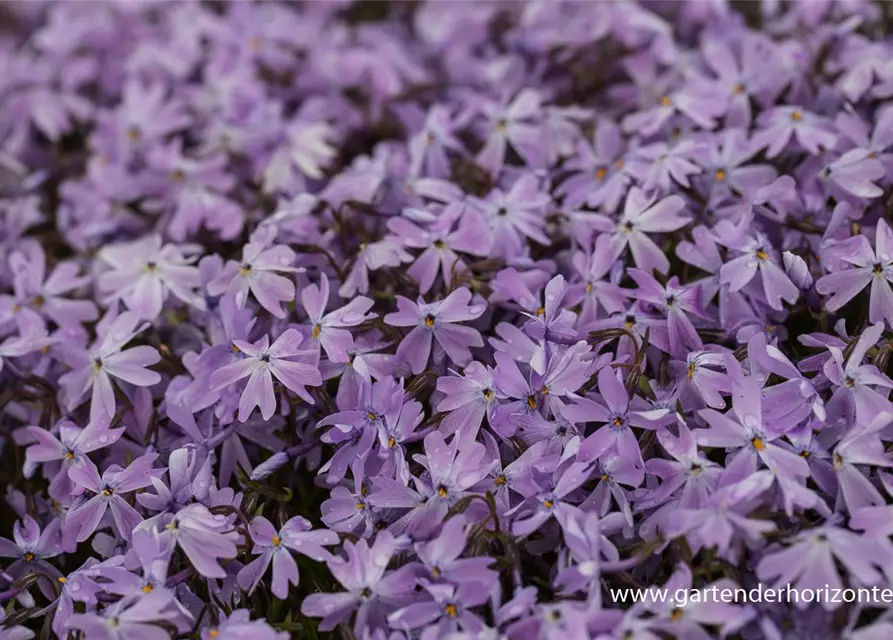 Garten-Teppich-Flammenblume