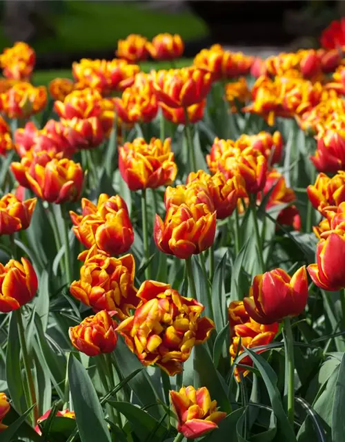 Gefüllte frühe Tulpe 'Monsella'