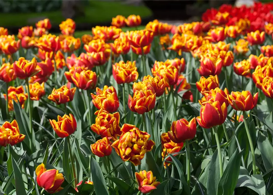 Gefüllte frühe Tulpe 'Monsella'