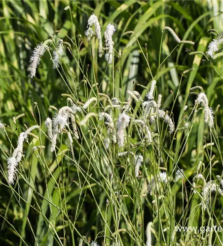 Garten-Wiesenknopf 'White Tanna'