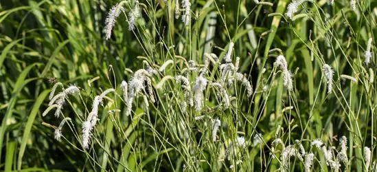 Garten-Wiesenknopf 'White Tanna'