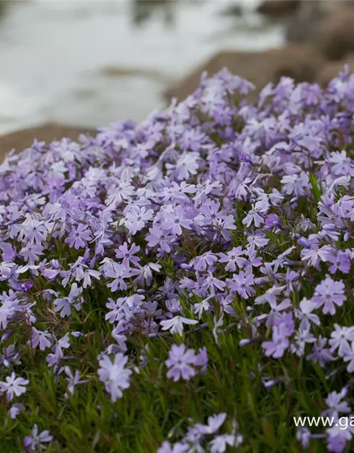 Garten-Teppich-Flammenblume