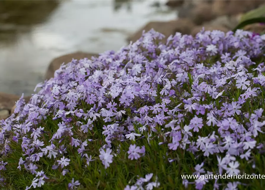 Garten-Teppich-Flammenblume