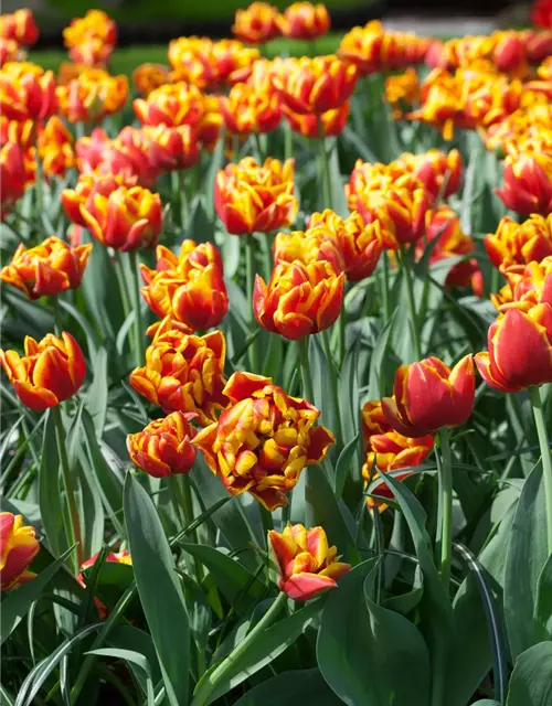 Gefüllte frühe Tulpe 'Monsella'