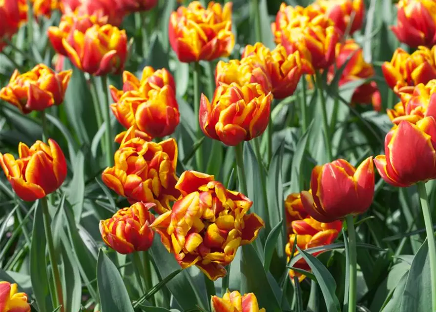 Gefüllte frühe Tulpe 'Monsella'