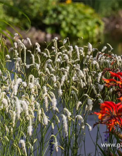 Garten-Wiesenknopf 'White Tanna'