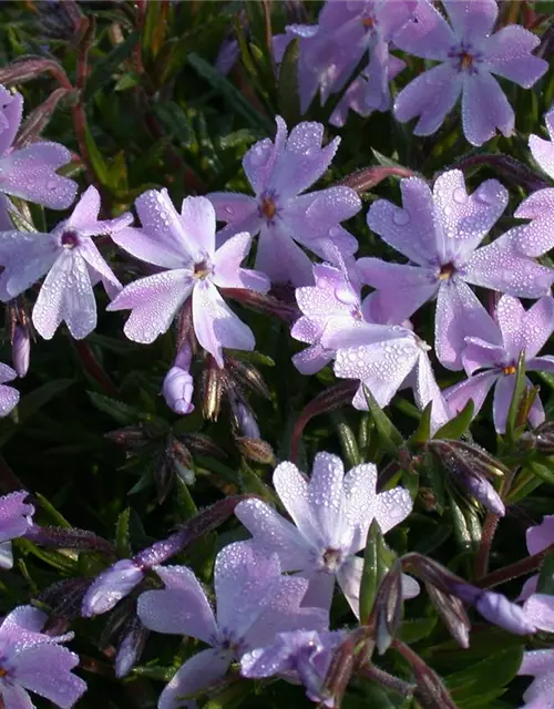 Garten-Teppich-Flammenblume