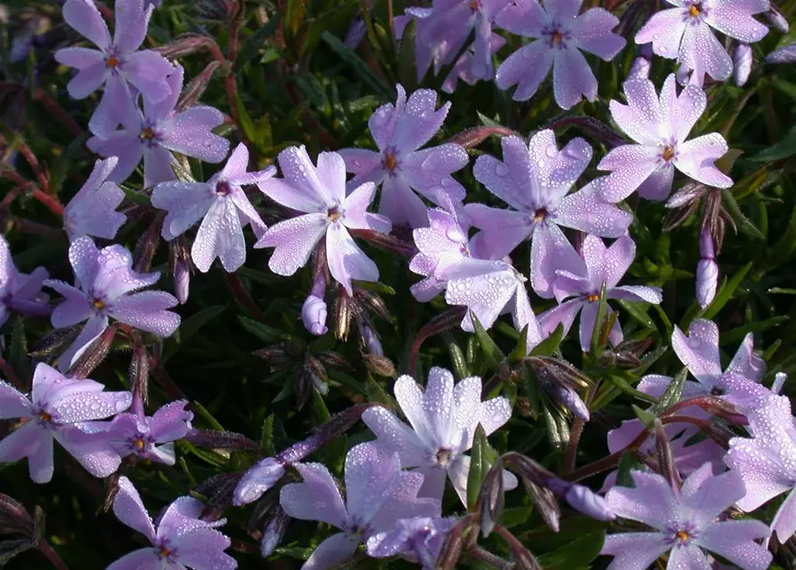 Garten-Teppich-Flammenblume