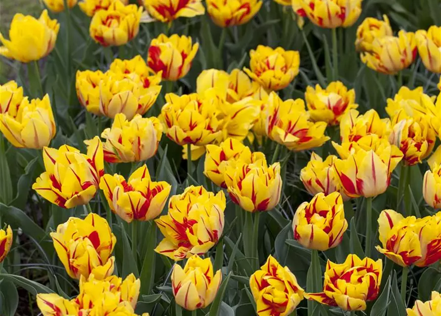 Gefüllte frühe Tulpe 'Monsella'