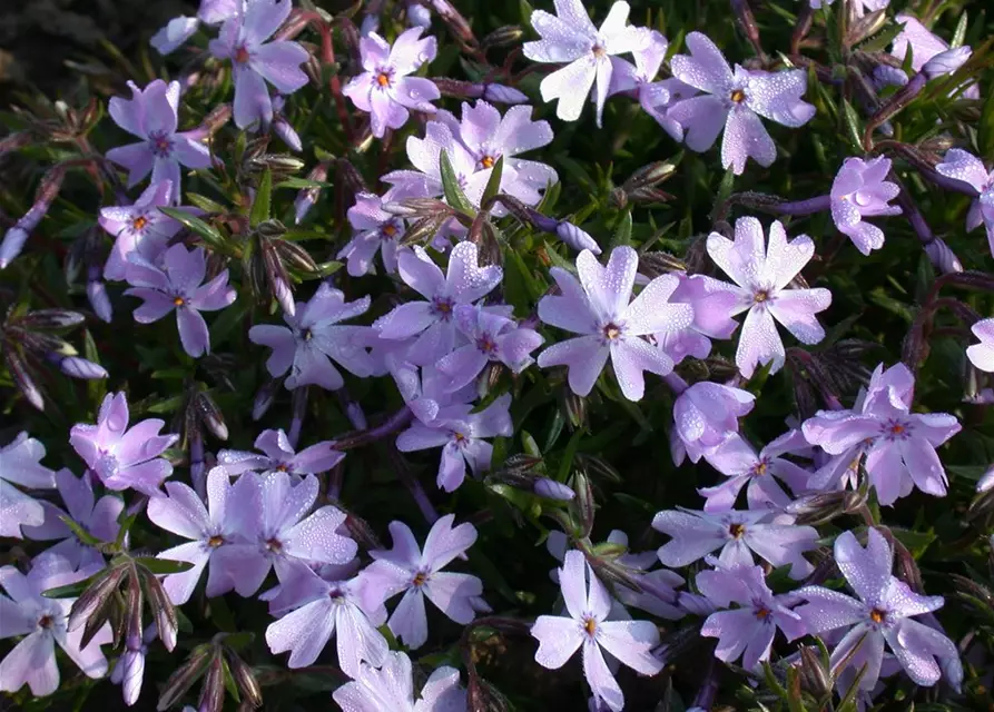 Garten-Teppich-Flammenblume