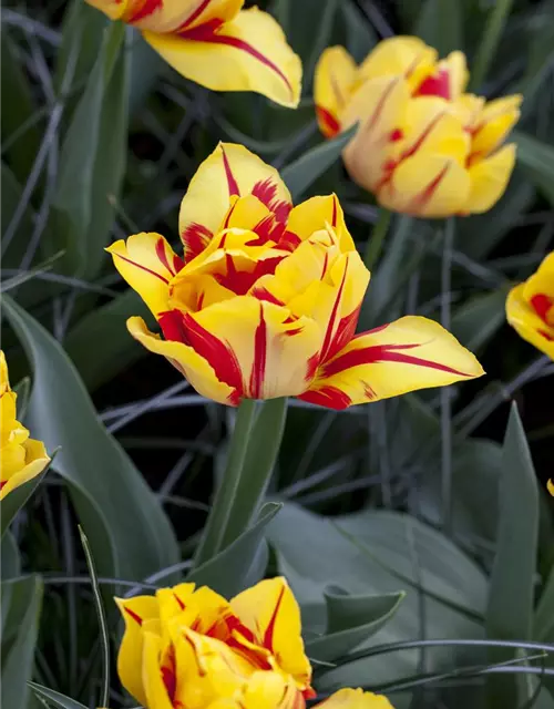 Gefüllte frühe Tulpe 'Monsella'