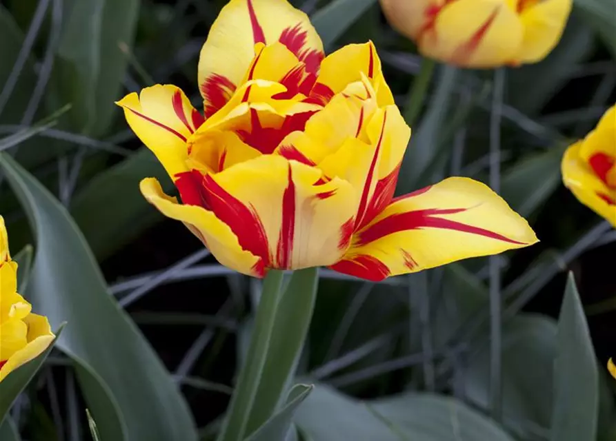 Gefüllte frühe Tulpe 'Monsella'