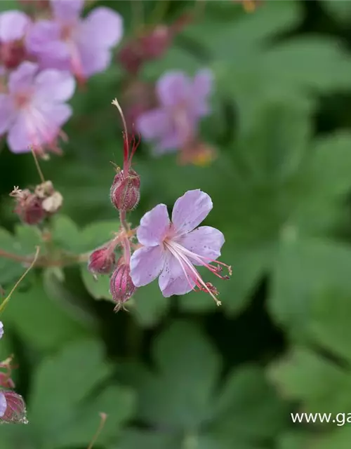 Geranium macrorrhizum 'Ingwersen'