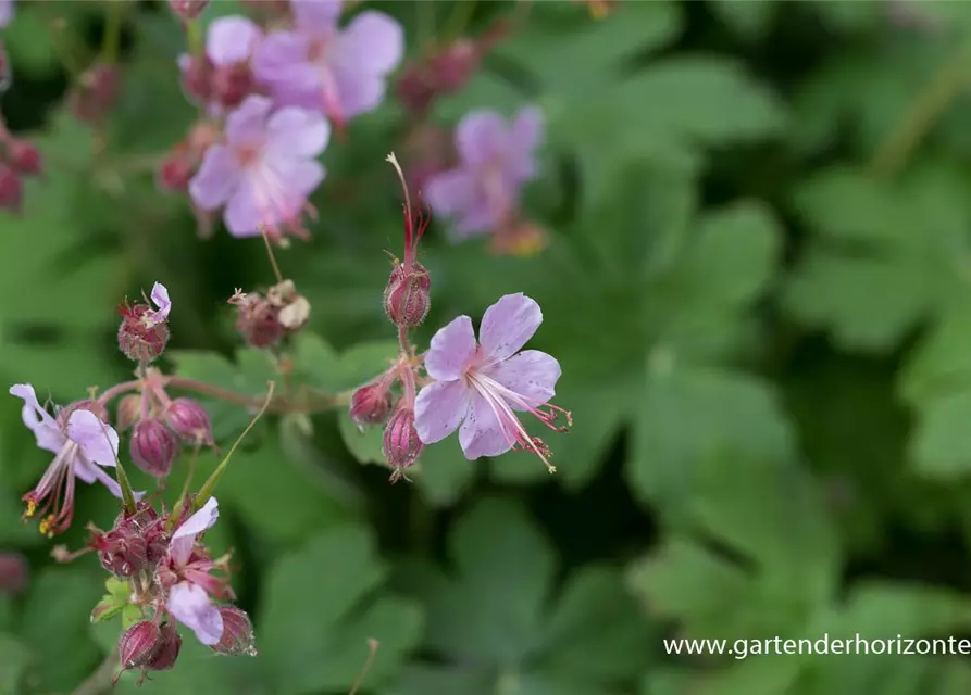 Geranium macrorrhizum 'Ingwersen'