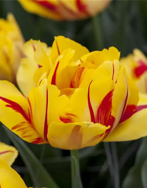 Gefüllte frühe Tulpe 'Monsella'