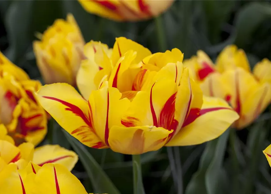 Gefüllte frühe Tulpe 'Monsella'