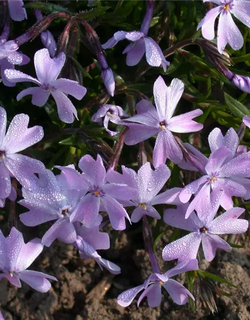 Garten-Teppich-Flammenblume