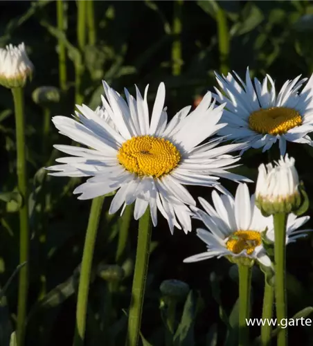 Großblumige Garten-Margerite 'Brightside'