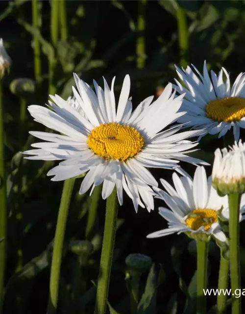 Großblumige Garten-Margerite 'Brightside'